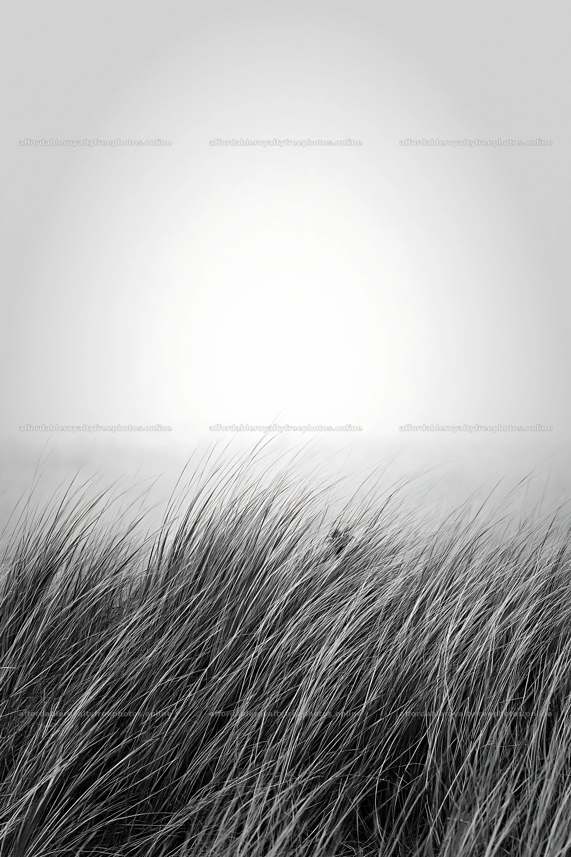 Windy meadow with dune grasses in Tottori – royalty-free photos 6480x9722