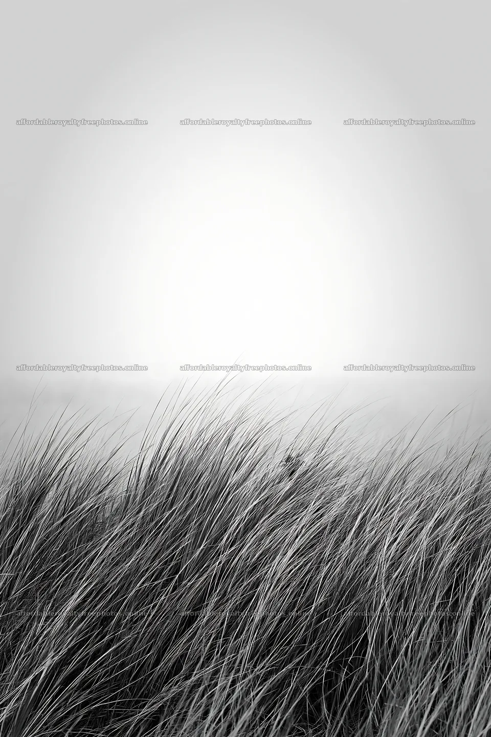 Windy meadow with dune grasses in Tottori – royalty-free photos 6480x9722