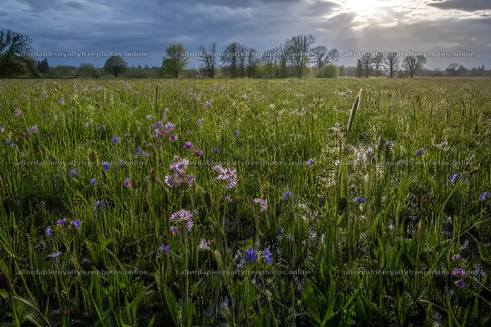 Rewilded meadow with flowers and trees under a cloudy sky – royalty-free photos 9722x6480
