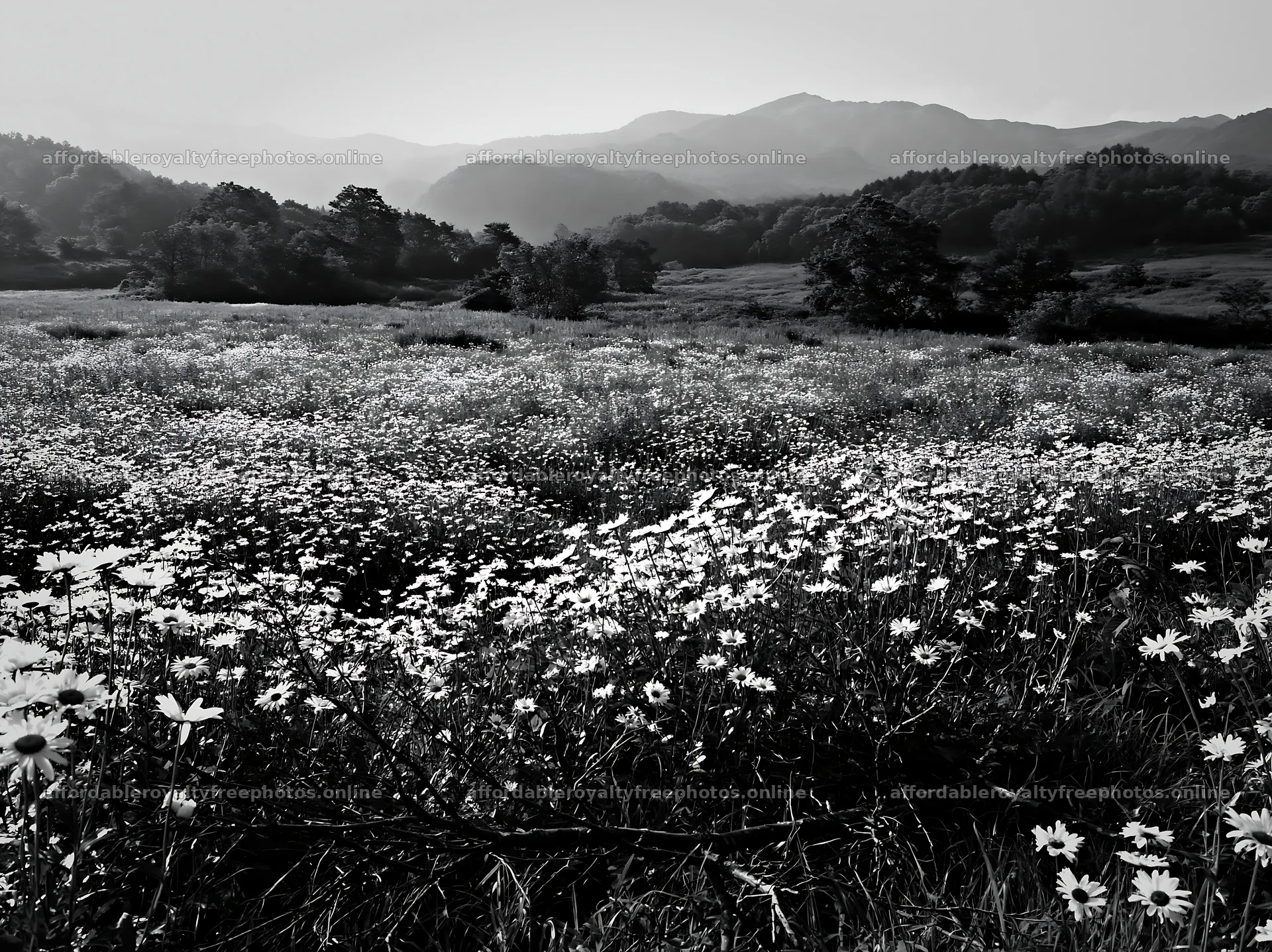 Yamagata rewilded meadow fallen branch foreground with – royalty-free photos 9174x6866