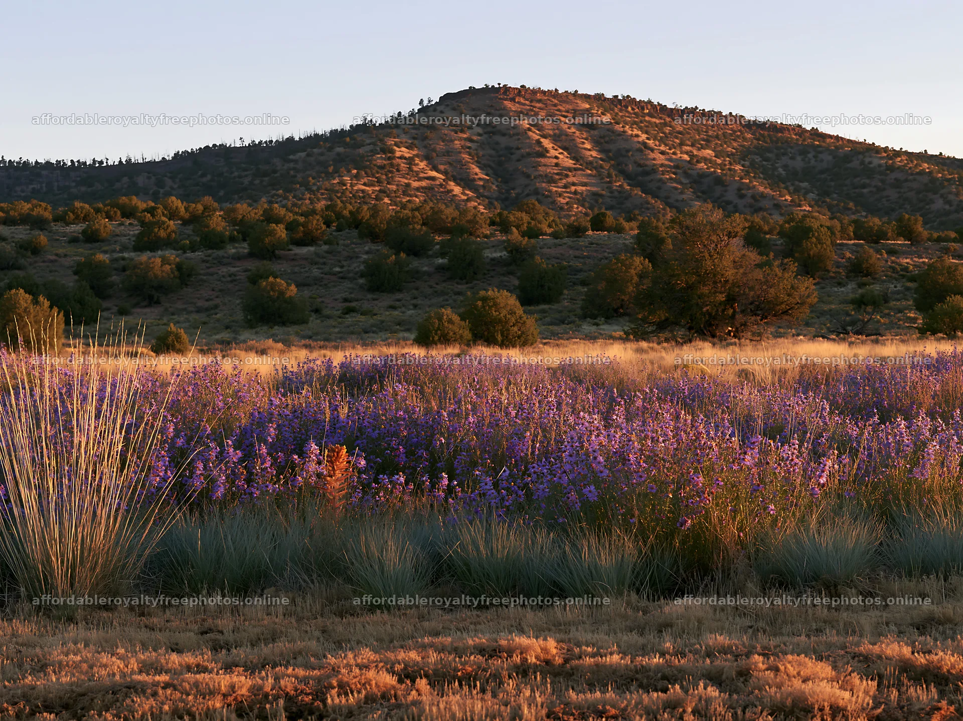 Drought-tolerant meadow with purple flowers and distant – royalty-free photos 9174x6866