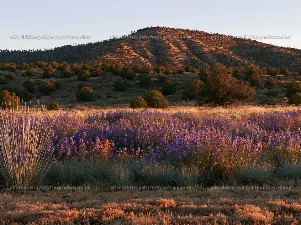 Drought-tolerant meadow with purple flowers and distant – royalty-free photos 9174x6866