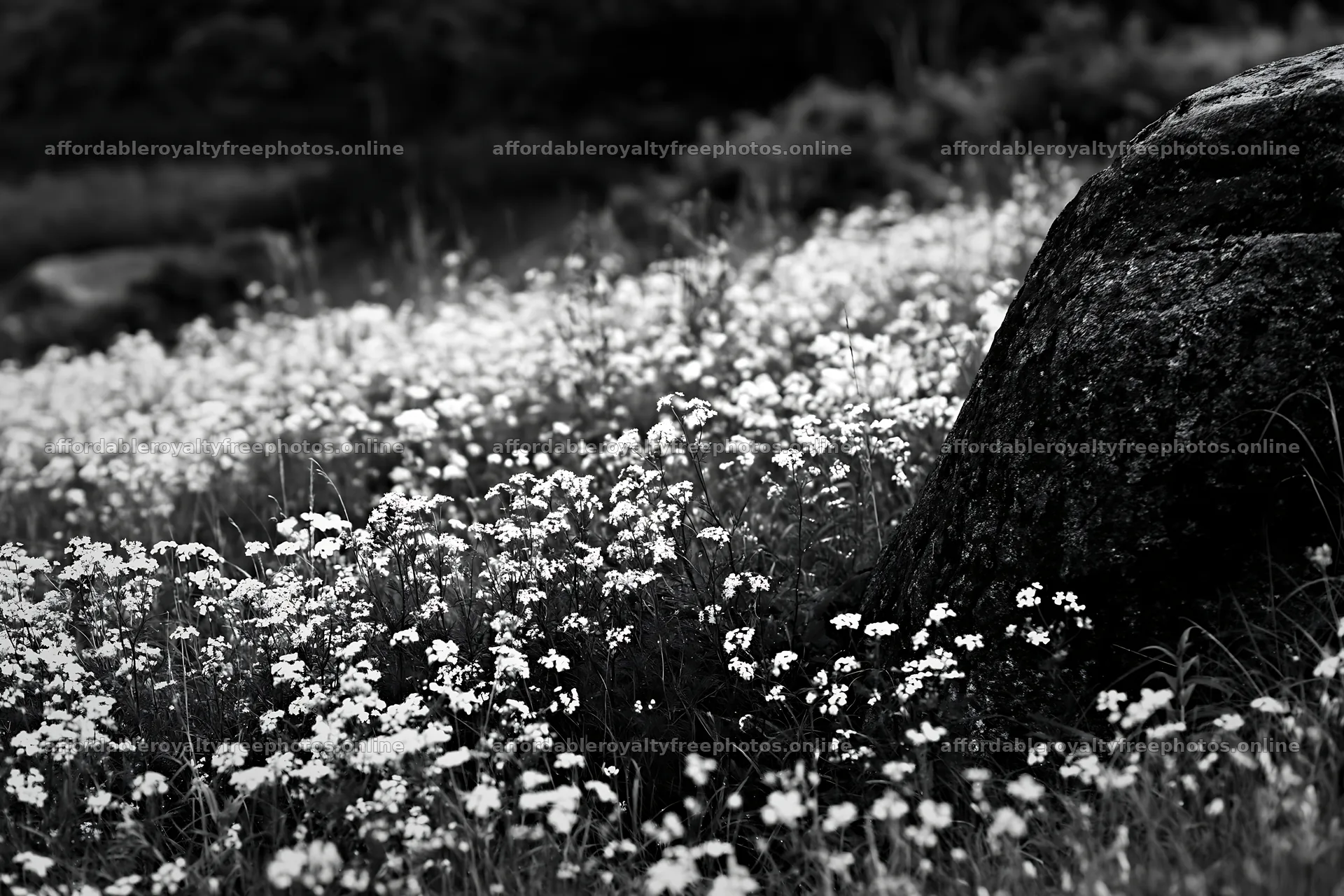 Aomori climate resilient meadow with boulder in green – royalty-free photos 9722x6480