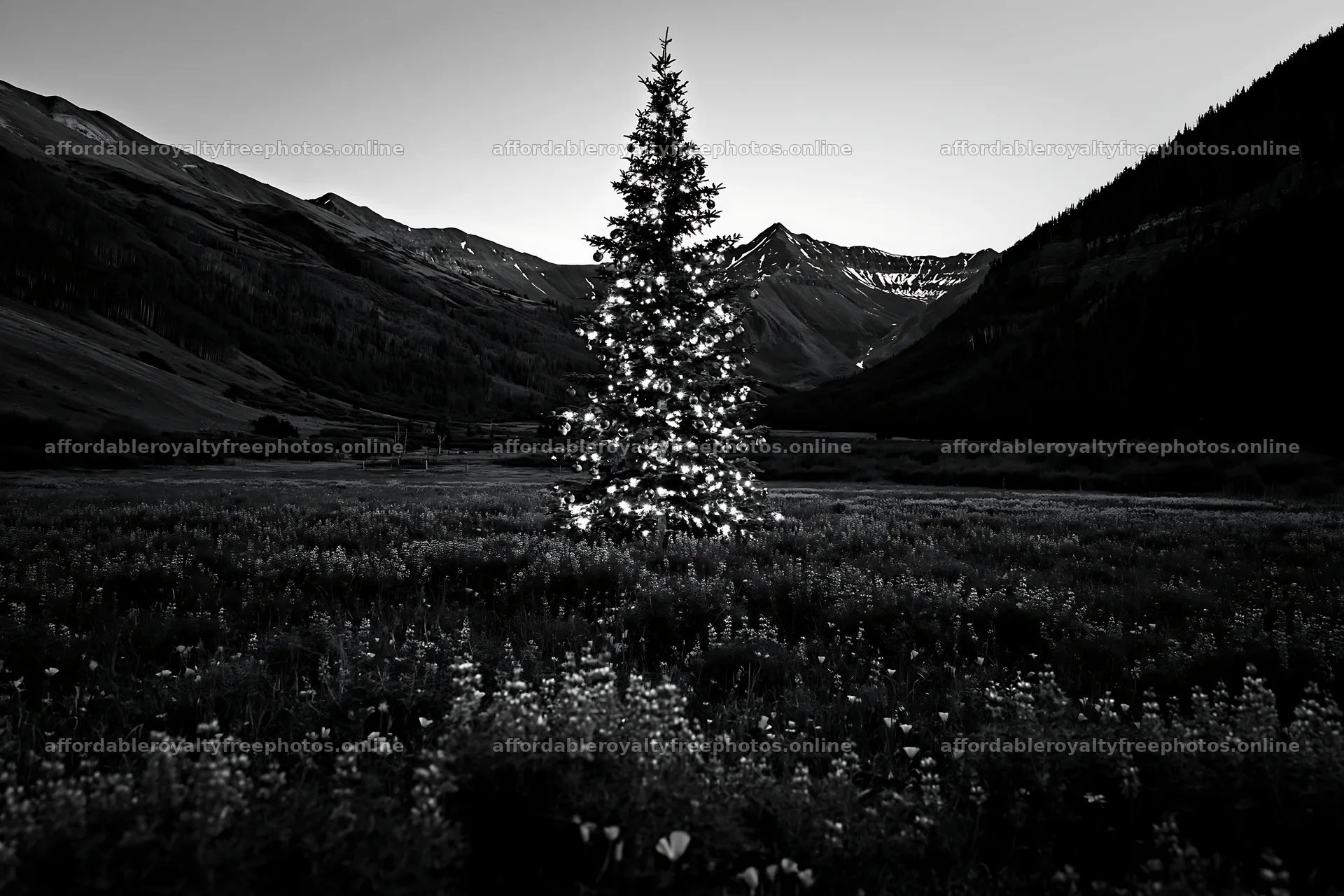 Christmas tree in mountain valley meadow at dusk – royalty-free photos 9722x6480