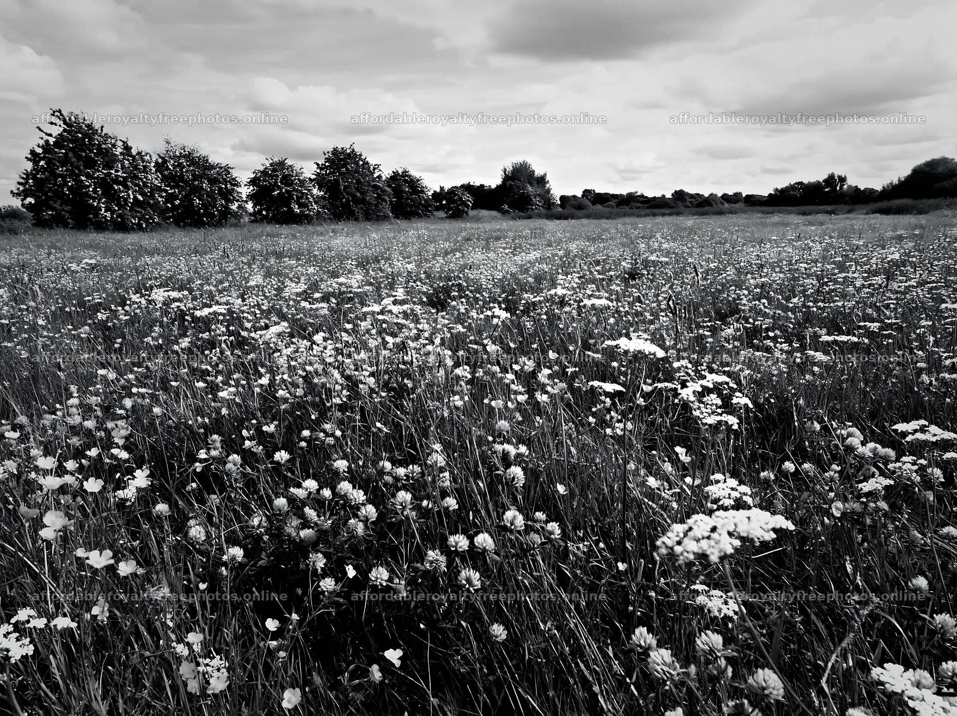 Meadow with apple trees and flowers in Camargue – royalty-free photos 9174x6866
