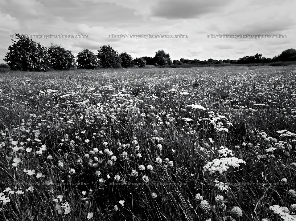 Meadow with apple trees and flowers in Camargue – royalty-free photos 9174x6866