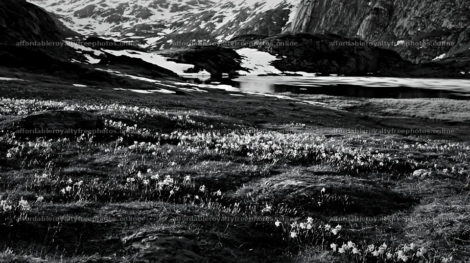 Frozen tarn meadow with flowers and snow-capped mountains – royalty-free photos 10608x5938