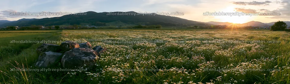 Kyoto spring wildflower meadow stone foreground – royalty-free photos 14762x4268