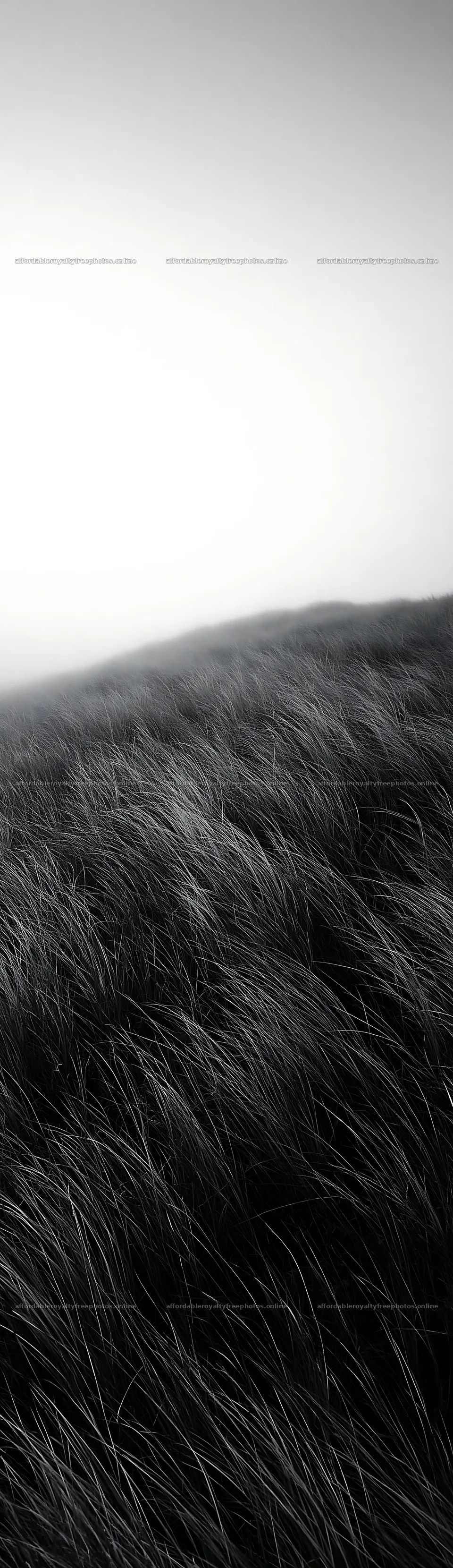 Tottori windy meadow with dune grasses swaying in the – royalty-free photos 4268x14762