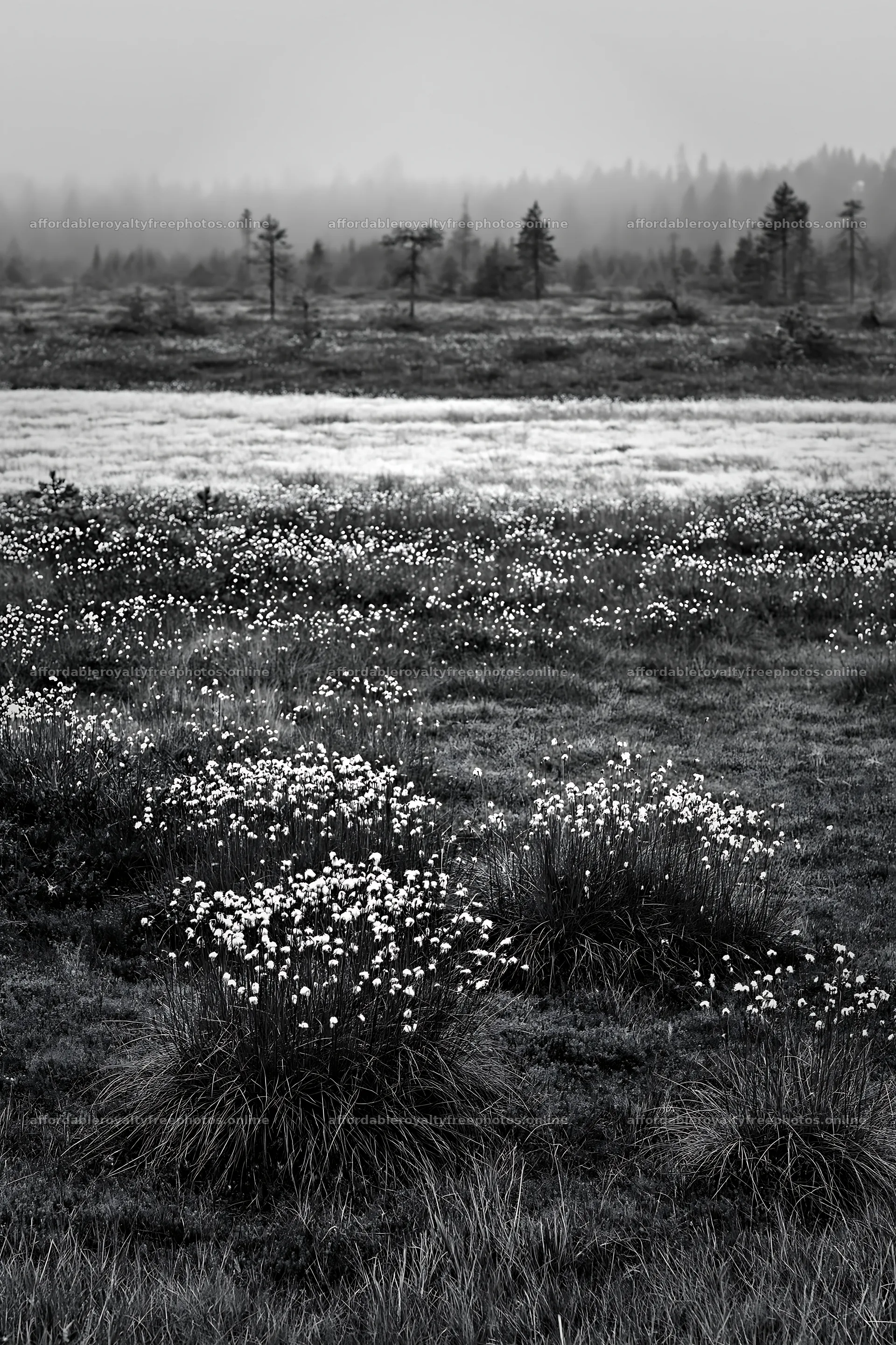 Cottongrass meadow glow in a quiet natural landscape – royalty-free photos 6480x9722