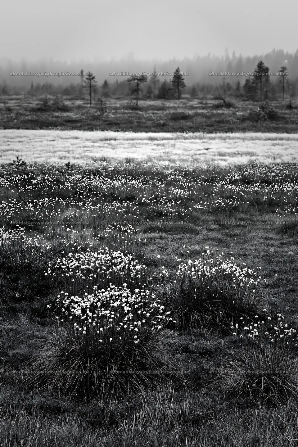 Cottongrass meadow glow in a quiet natural landscape – royalty-free photos 6480x9722