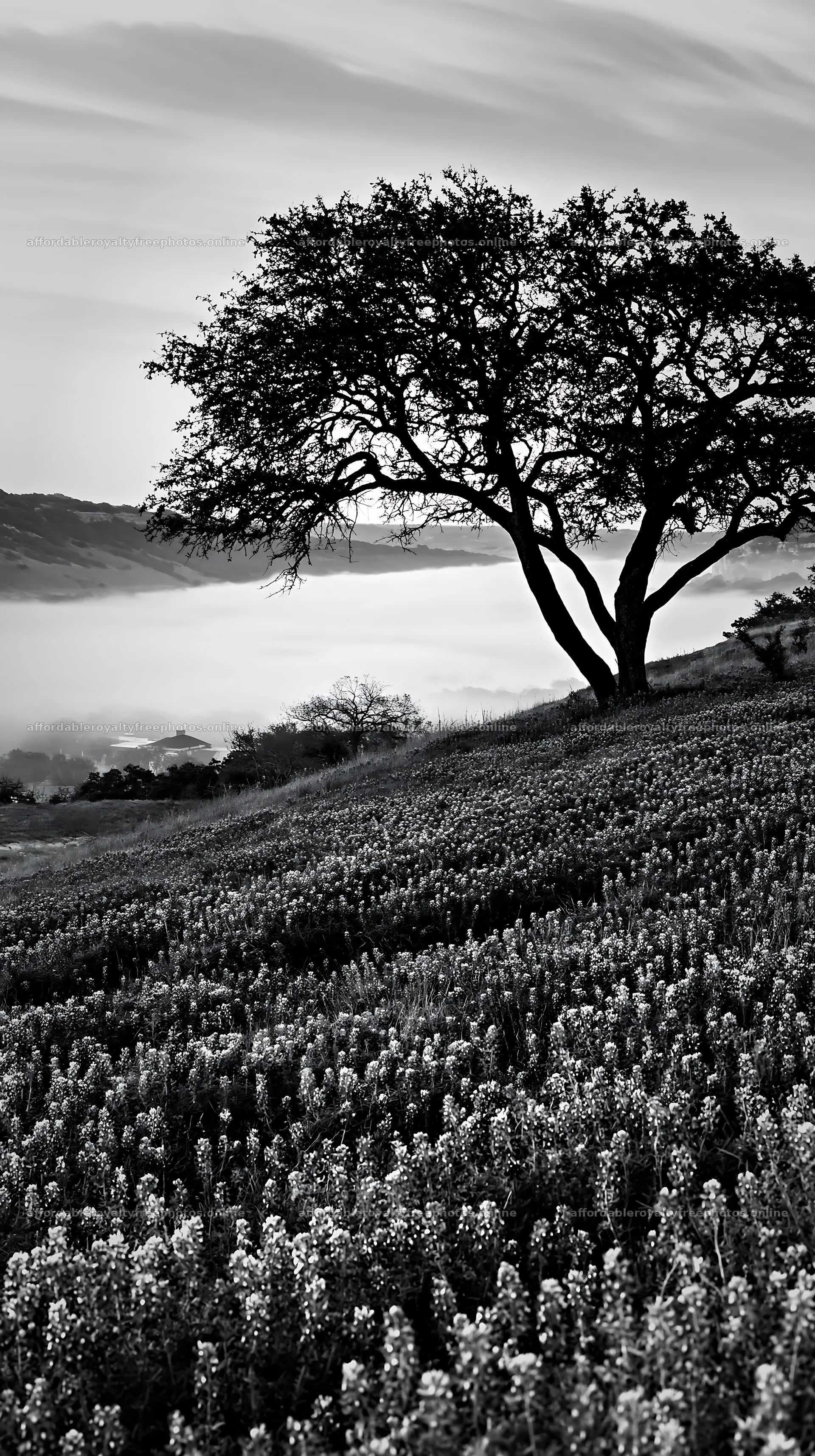 Bluebonnet meadow sunrise with tree and fog in the – royalty-free photos 5938x10608