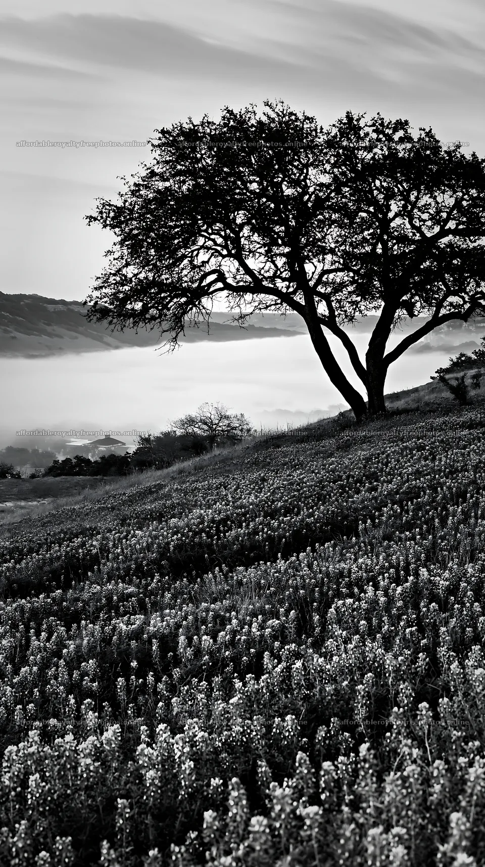 Bluebonnet meadow sunrise with tree and fog in the – royalty-free photos 5938x10608