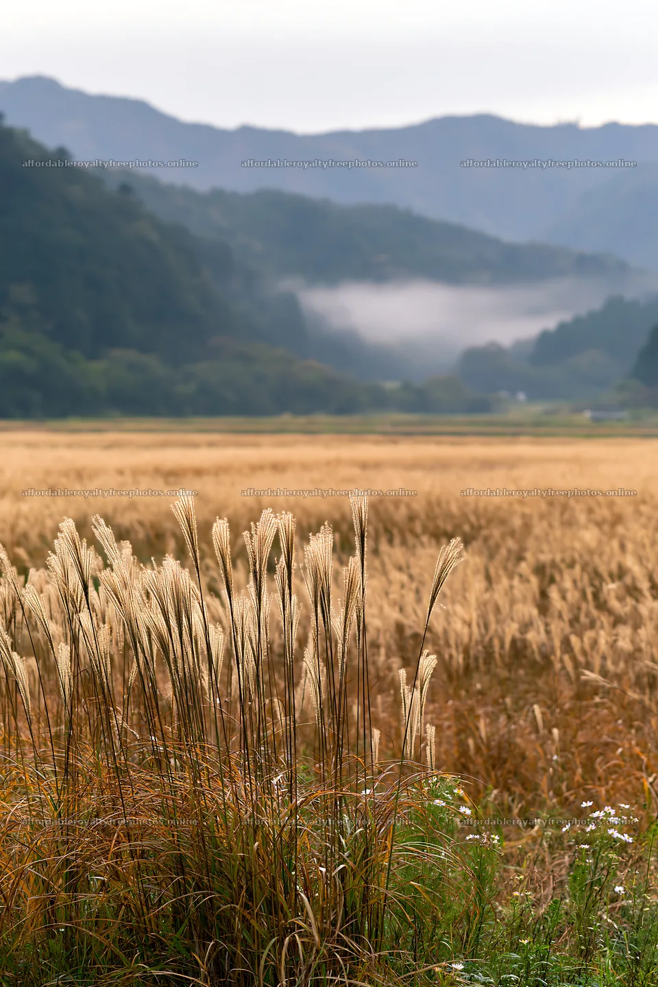 Golden meadow in Okayama with seedheads in the foreground – royalty-free photos 6480x9722