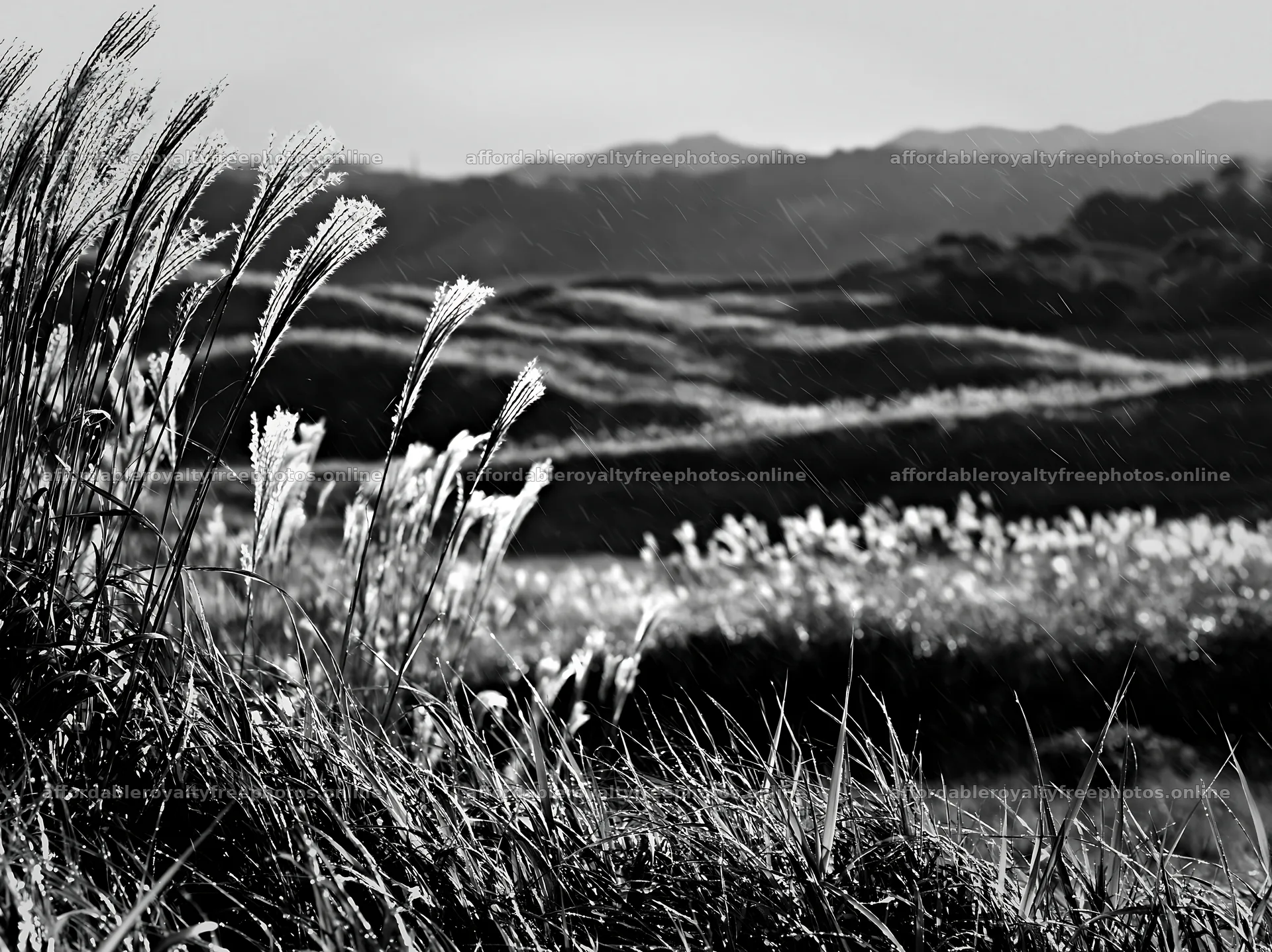 Tottori windy meadow with dune grasses showing plants – royalty-free photos 9174x6866