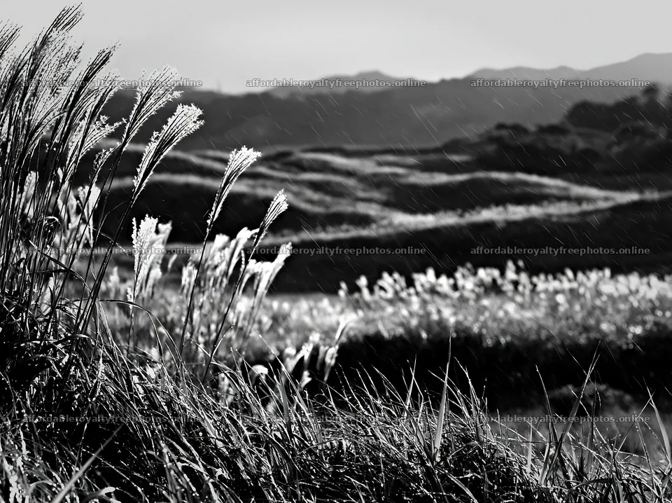 Tottori windy meadow with dune grasses showing plants – royalty-free photos 9174x6866