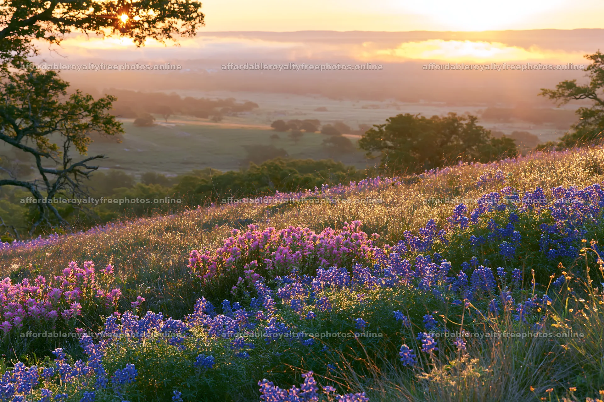Bluebonnet meadow at sunrise with hills in the distance – royalty-free photos 9722x6480