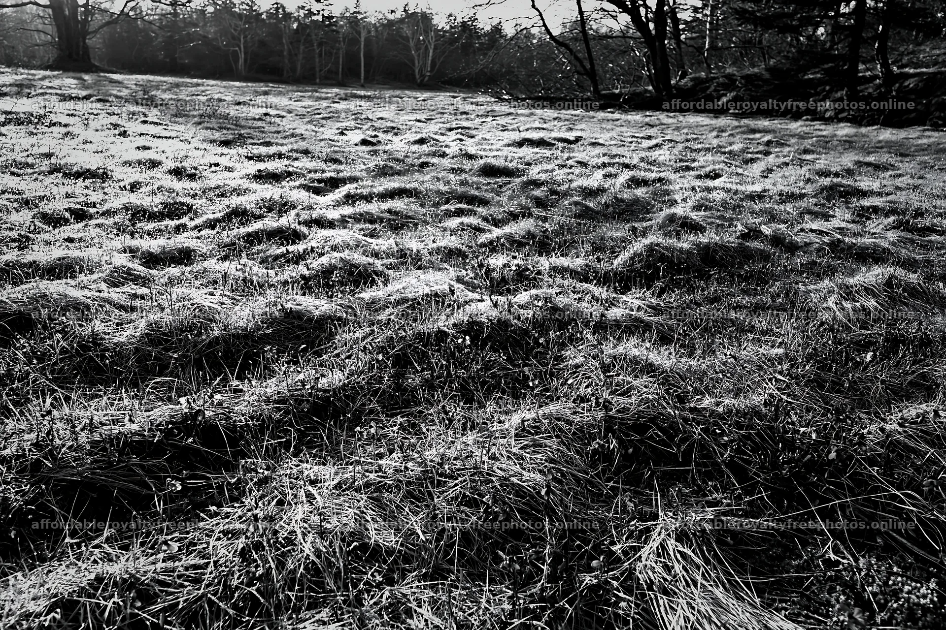 Expansive Hokkaido restoration meadow with dewdrops – royalty-free photos 9722x6480