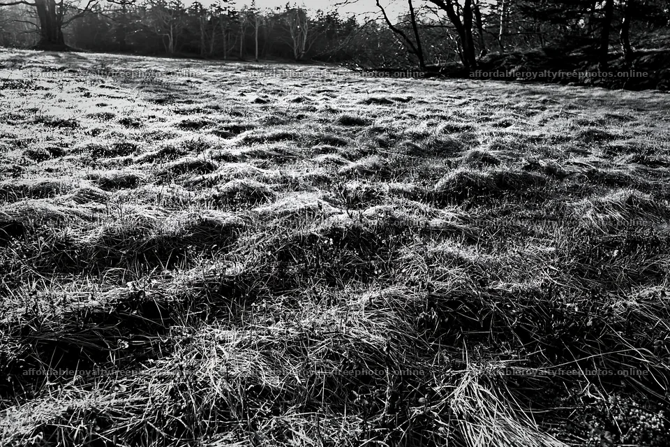 Expansive Hokkaido restoration meadow with dewdrops – royalty-free photos 9722x6480