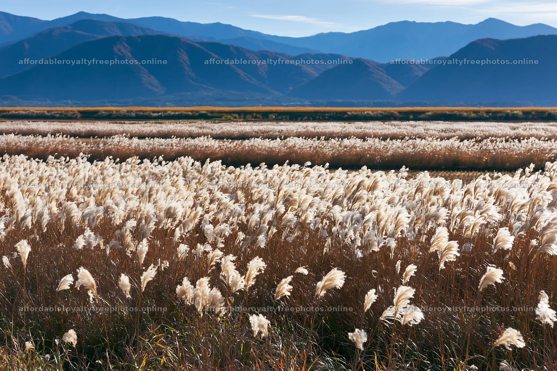 Shiga wetland meadow climate adaptation reeds in natural – royalty-free photos 9722x6480