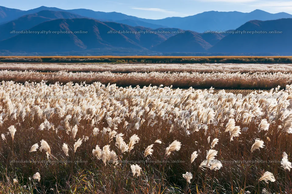Shiga wetland meadow climate adaptation reeds in natural – royalty-free photos 9722x6480
