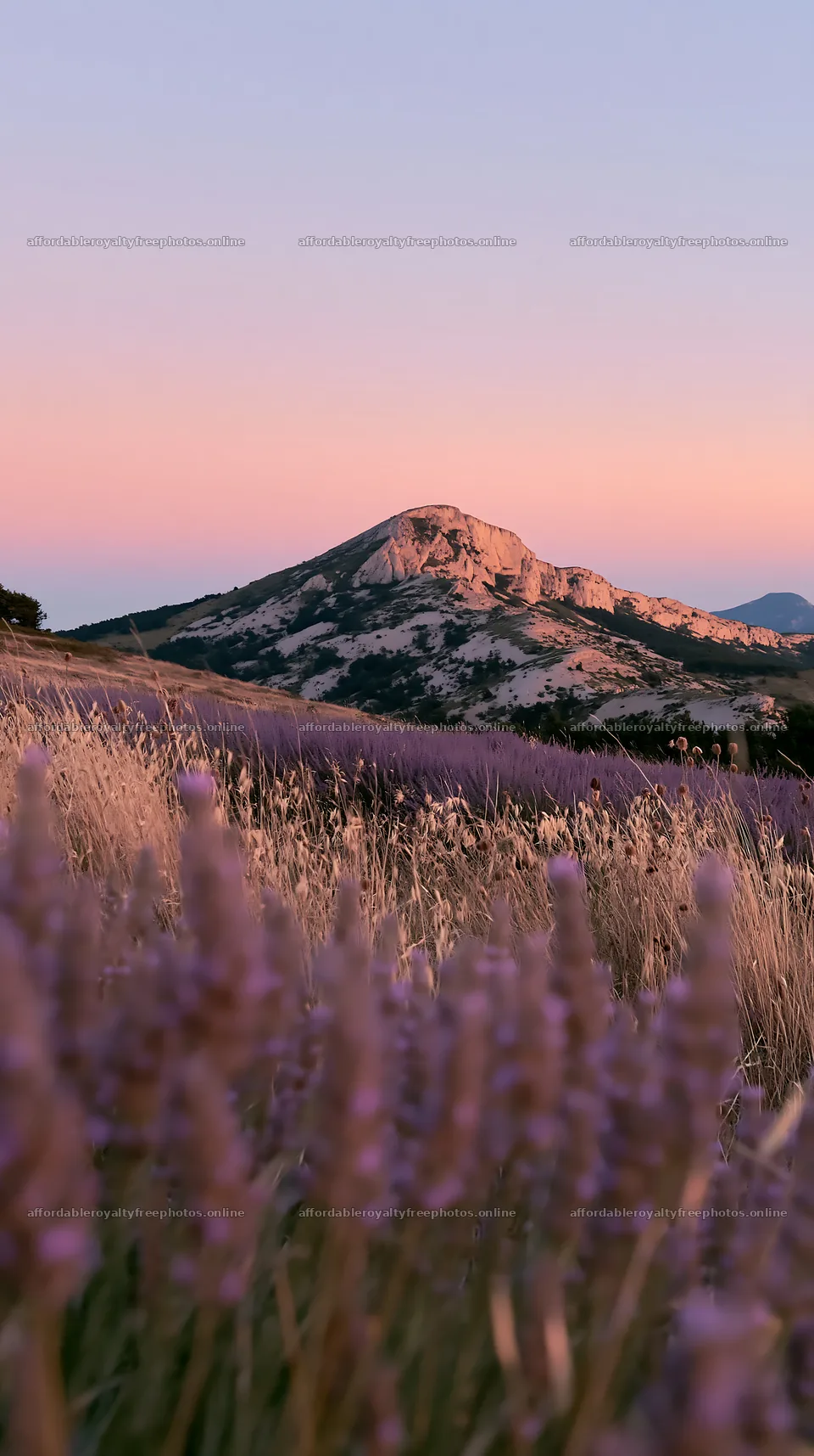 Drought-tolerant meadow with mountains in the background – royalty-free photos 5938x10608