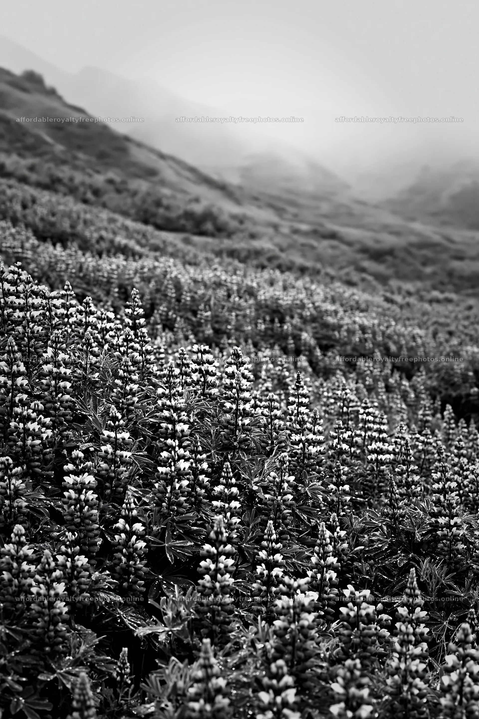 Colorful lupine meadow in natural light – royalty-free photos 6480x9722