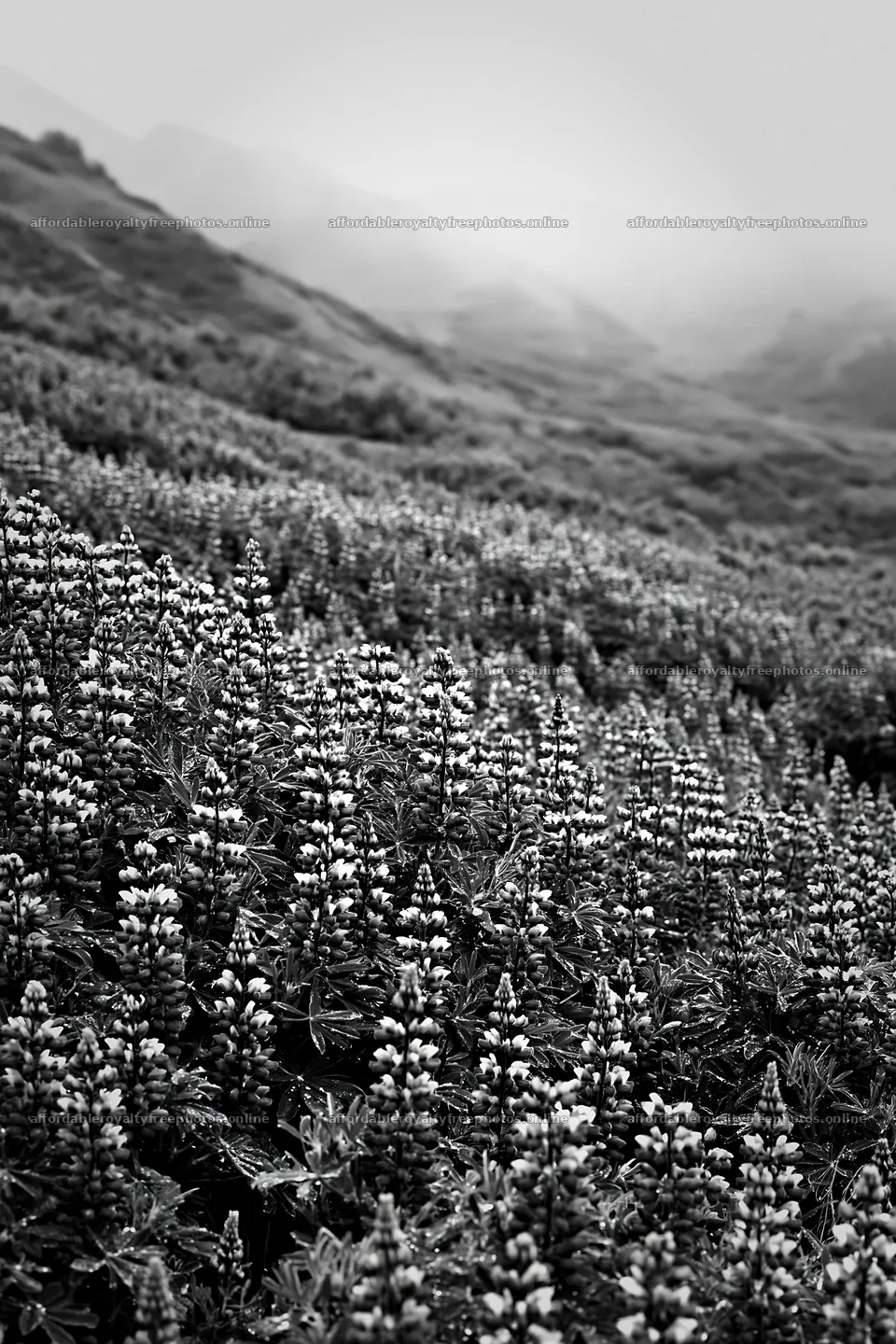 Colorful lupine meadow in natural light – royalty-free photos 6480x9722