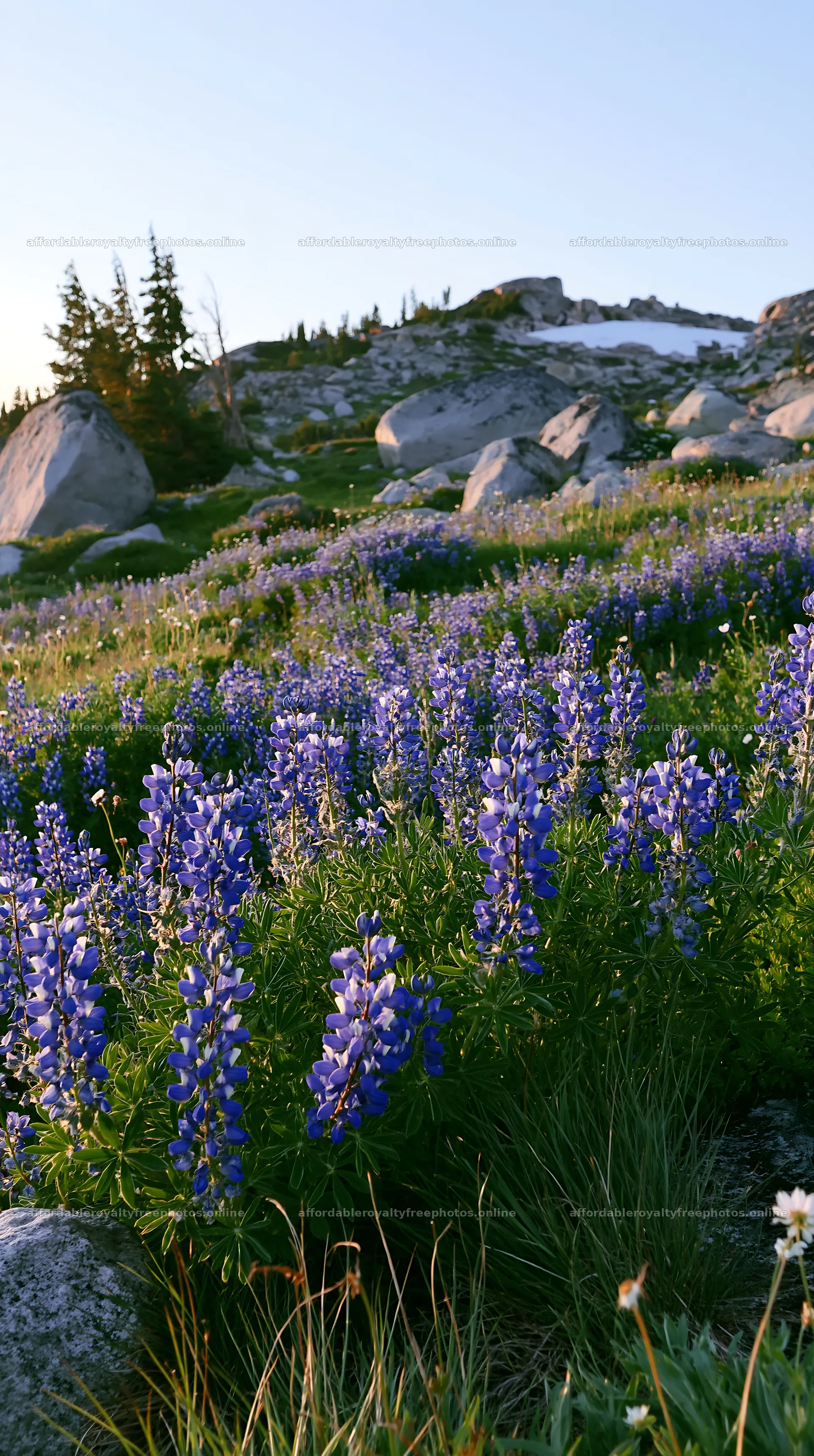 Meadow with boulders filled with purple flowers at sunset – royalty-free photos 5938x10608