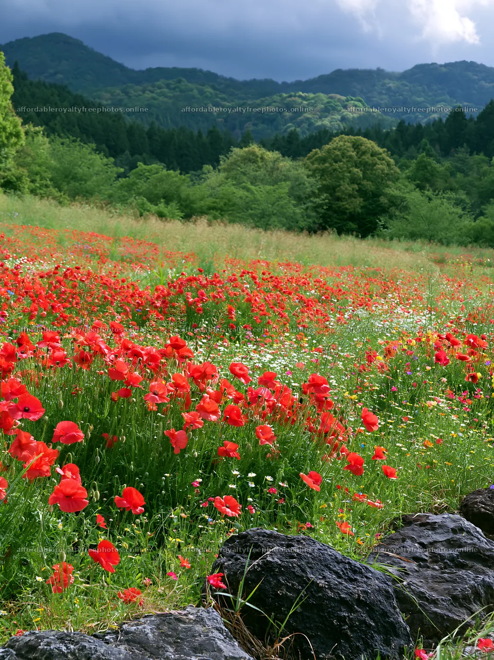 Wildflower meadow with stone foreground in Kyoto during – royalty-free photos 6866x9174