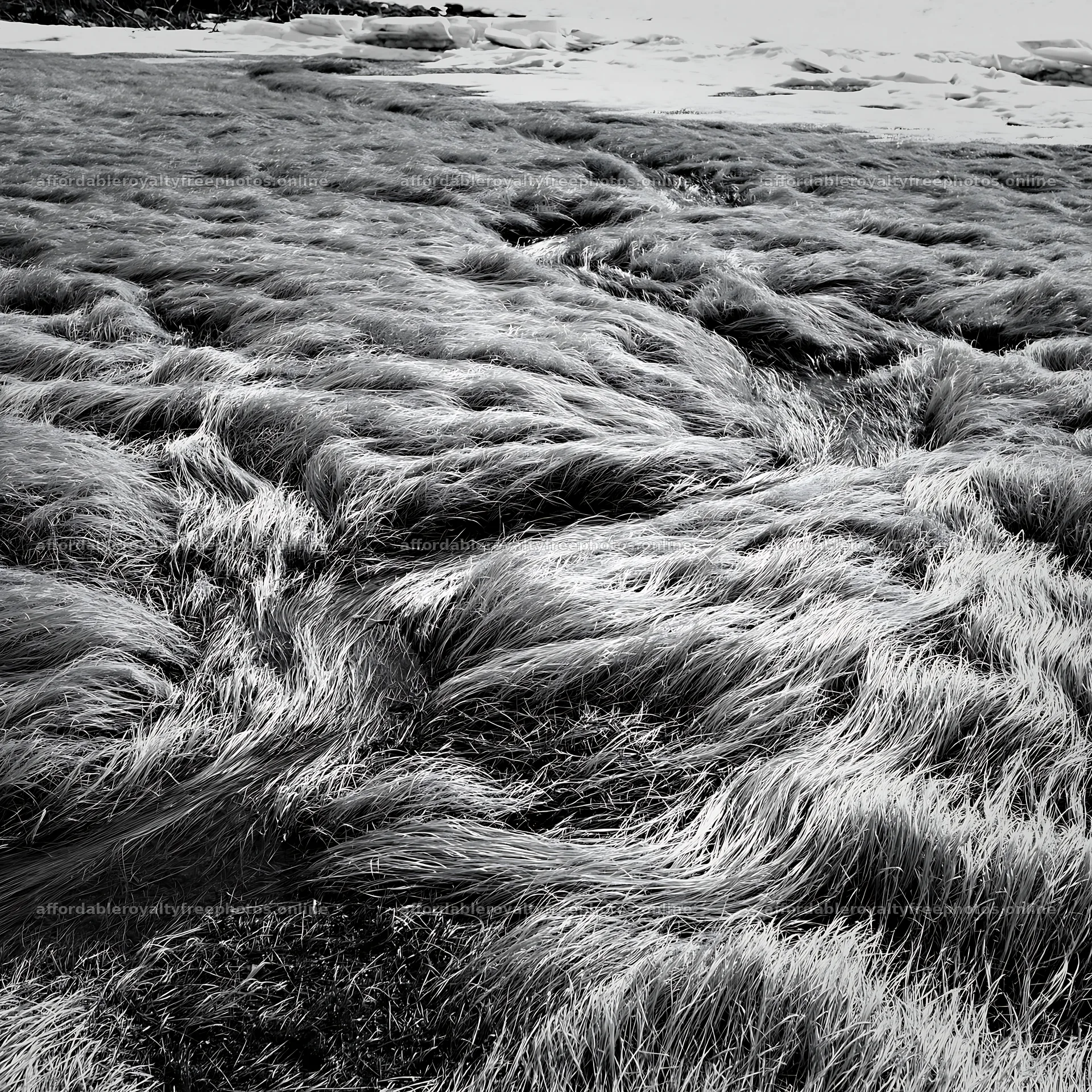 Akita snowmelt meadow with silver grasses in early spring – royalty-free photos 7938x7938