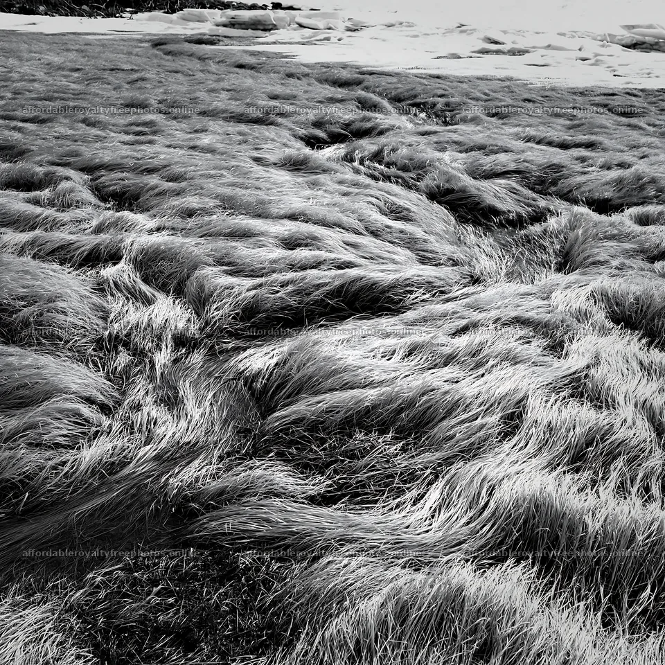 Akita snowmelt meadow with silver grasses in early spring – royalty-free photos 7938x7938