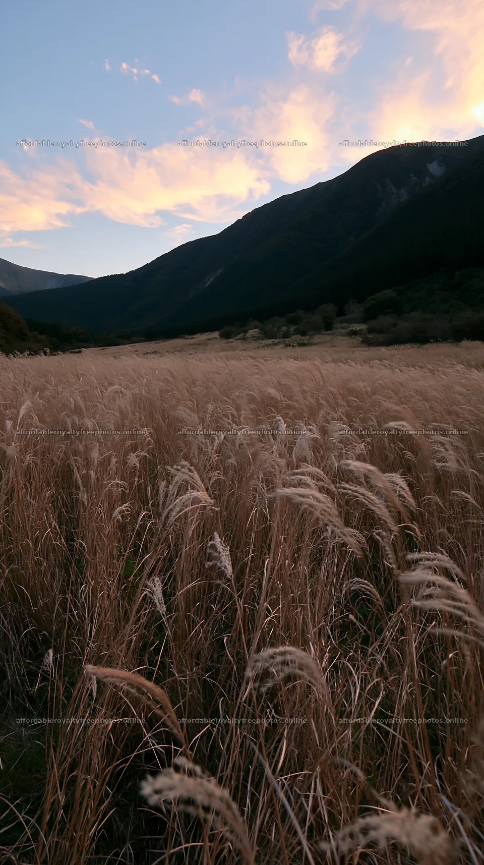 Ehime twilight meadow with dry seedheads – royalty-free photos 5938x10608