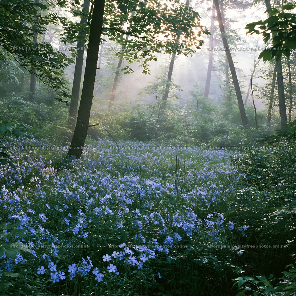 Misty forest meadow with blue flowers and sunlight – royalty-free photos 7938x7938