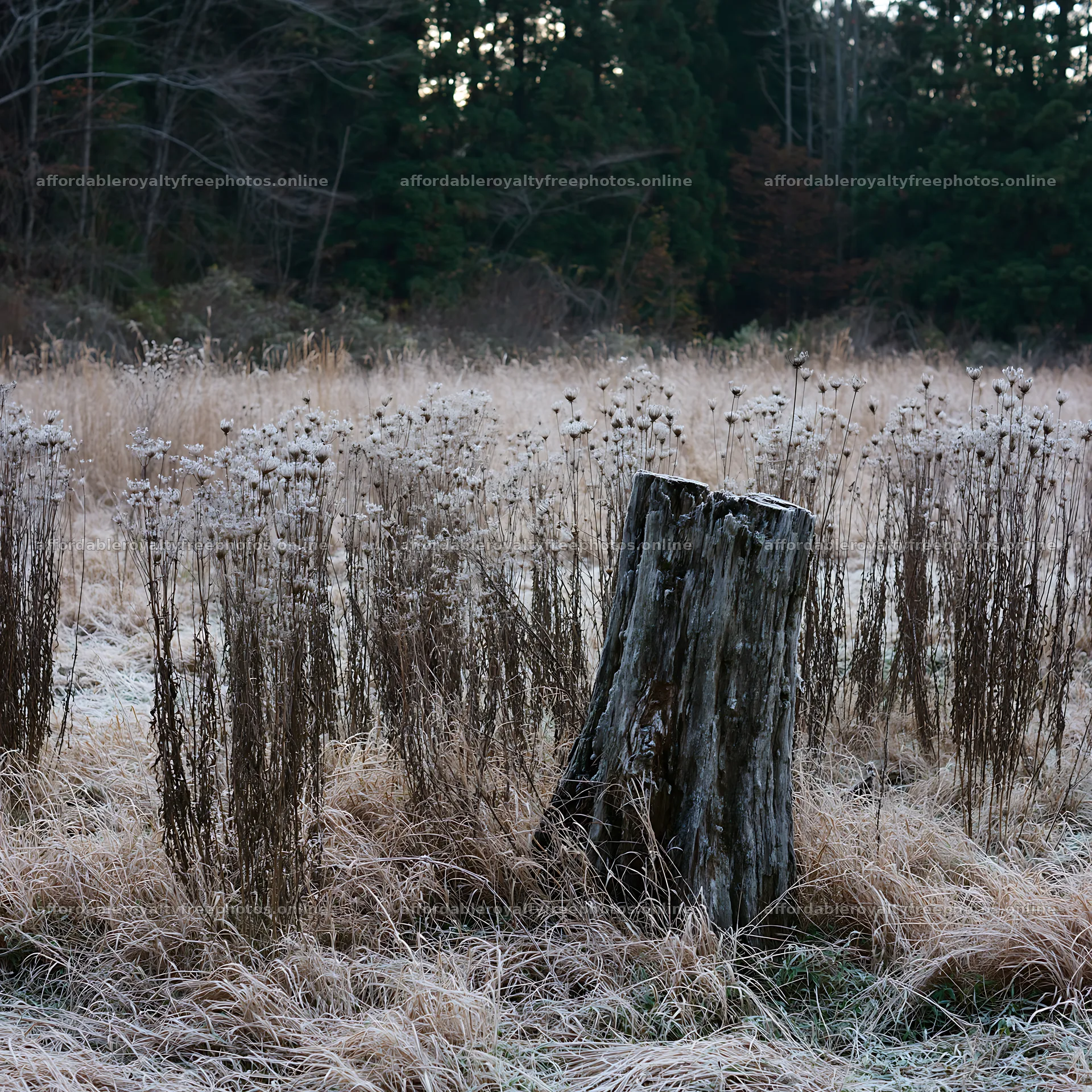 Fukushima native meadow with weathered stump – royalty-free photos 7938x7938