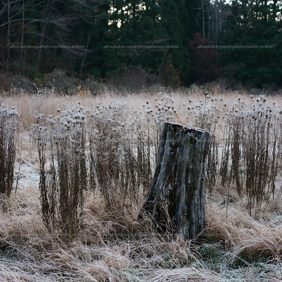 Fukushima native meadow with weathered stump – royalty-free photos 7938x7938