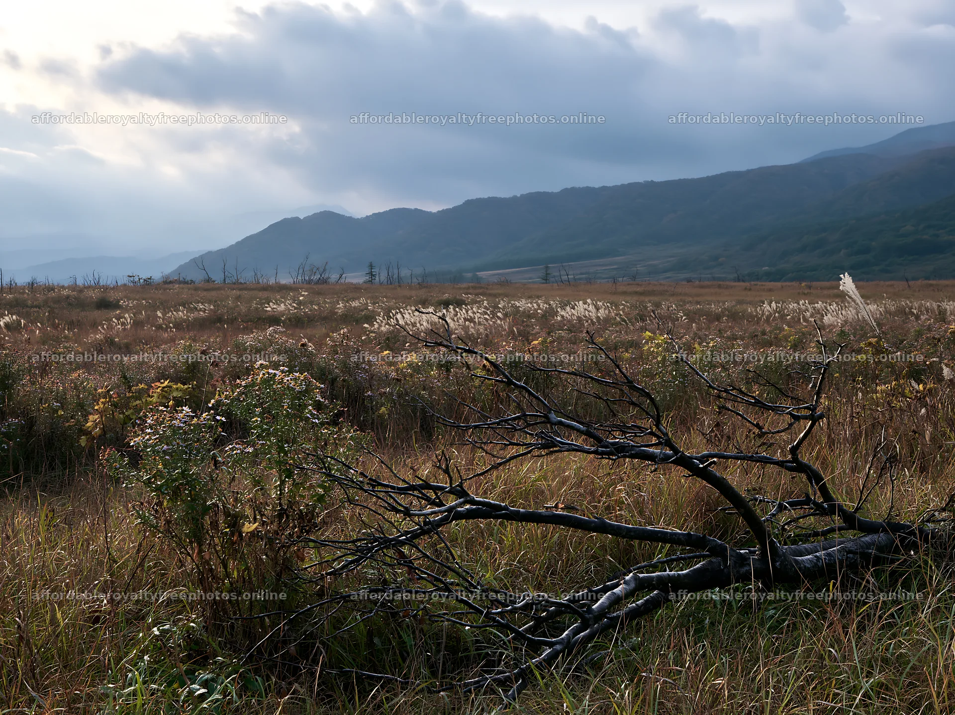 Yamagata rewilded meadow fallen branch in foreground – royalty-free photos 9174x6866