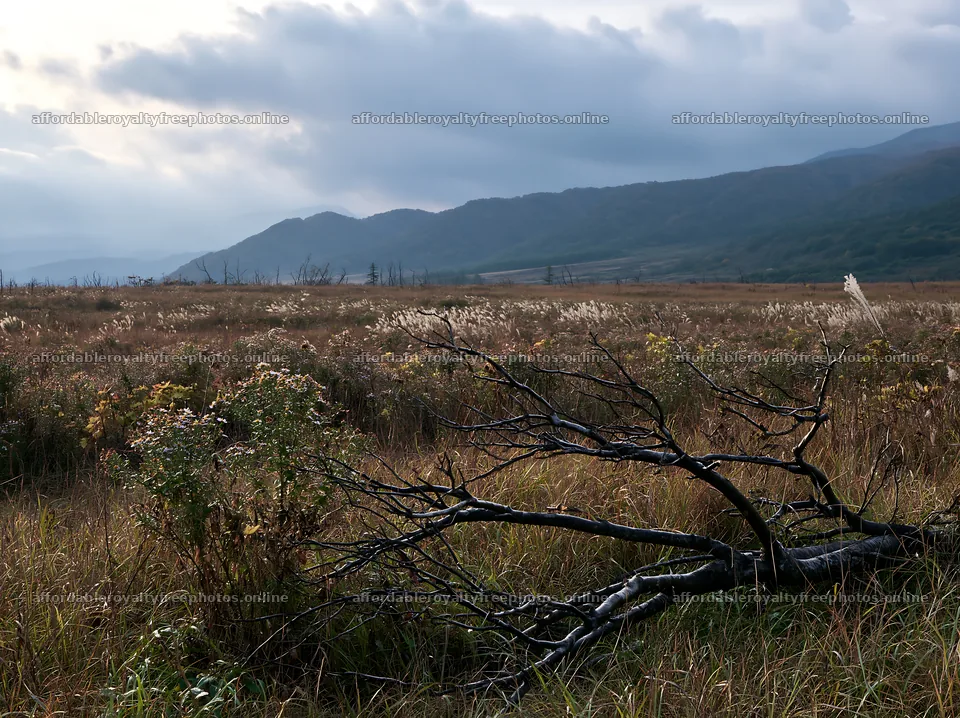 Yamagata rewilded meadow fallen branch in foreground – royalty-free photos 9174x6866