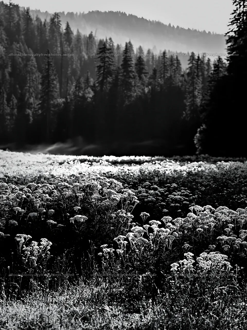 Yarrow meadow bloom in morning light – royalty-free photos 6866x9174