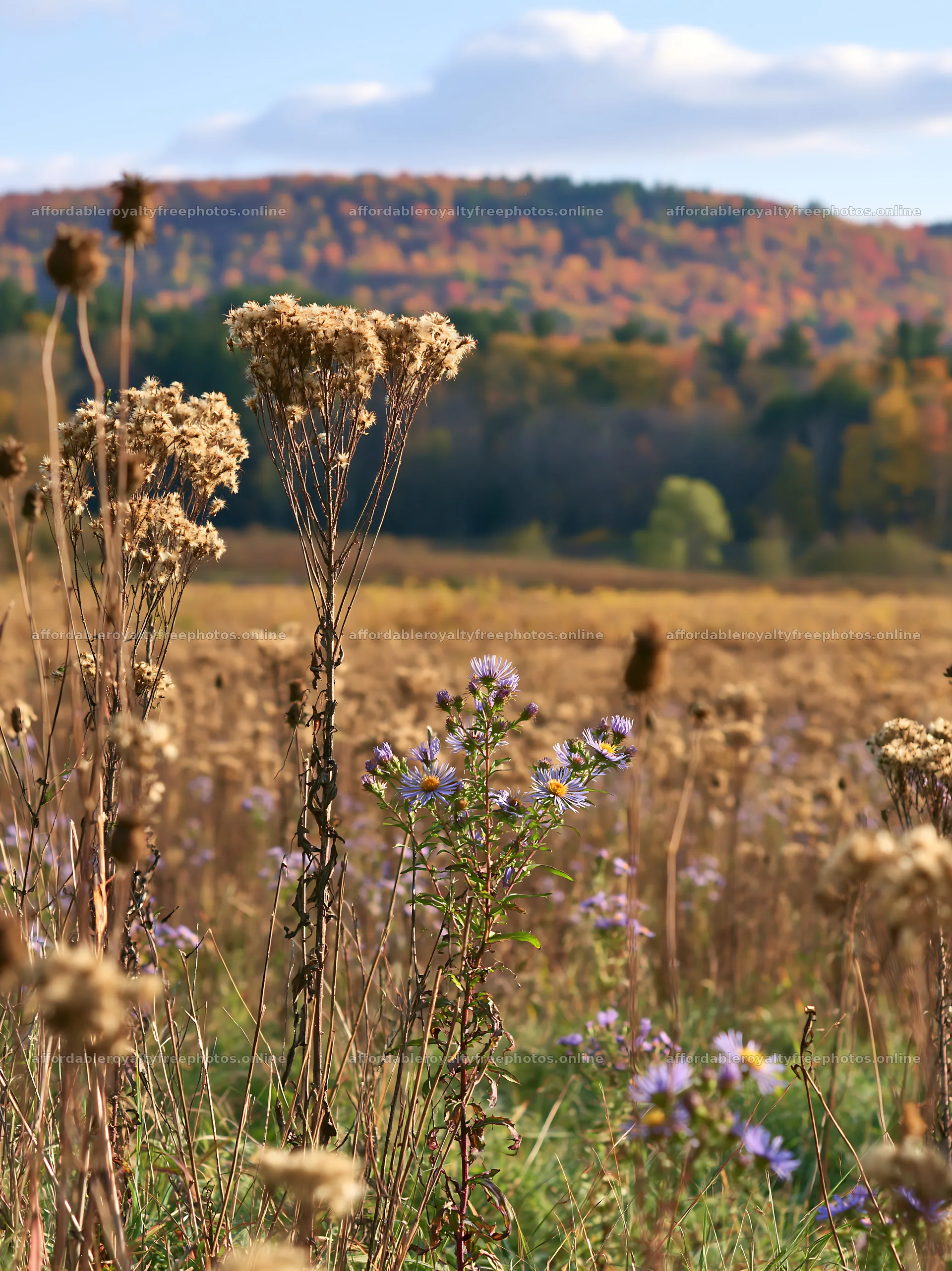 Seedheads and wildflowers in a meadow landscape – royalty-free photos 6866x9174