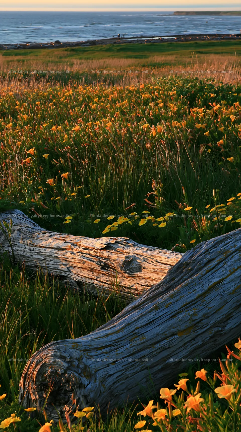 Chiba coastal climate meadow driftwood foreground – royalty-free photos 5938x10608