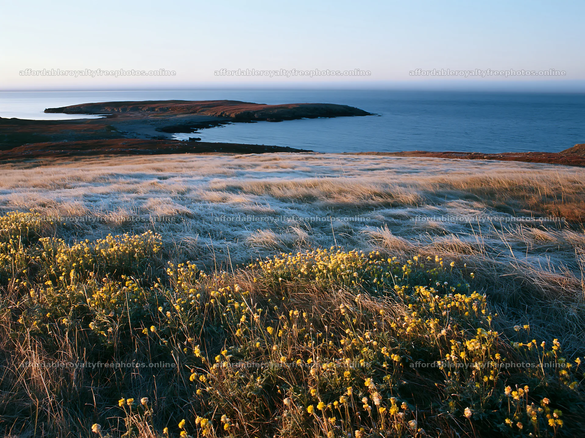 Frosty coastal meadow with flowers near the ocean – royalty-free photos 9174x6866