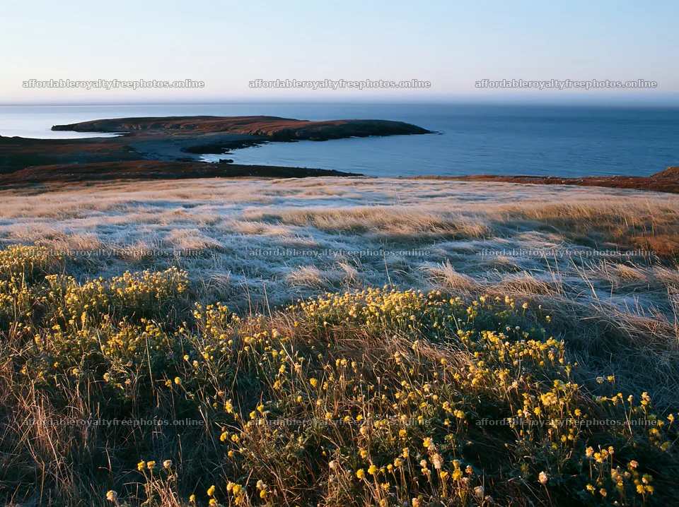 Frosty coastal meadow with flowers near the ocean – royalty-free photos 9174x6866