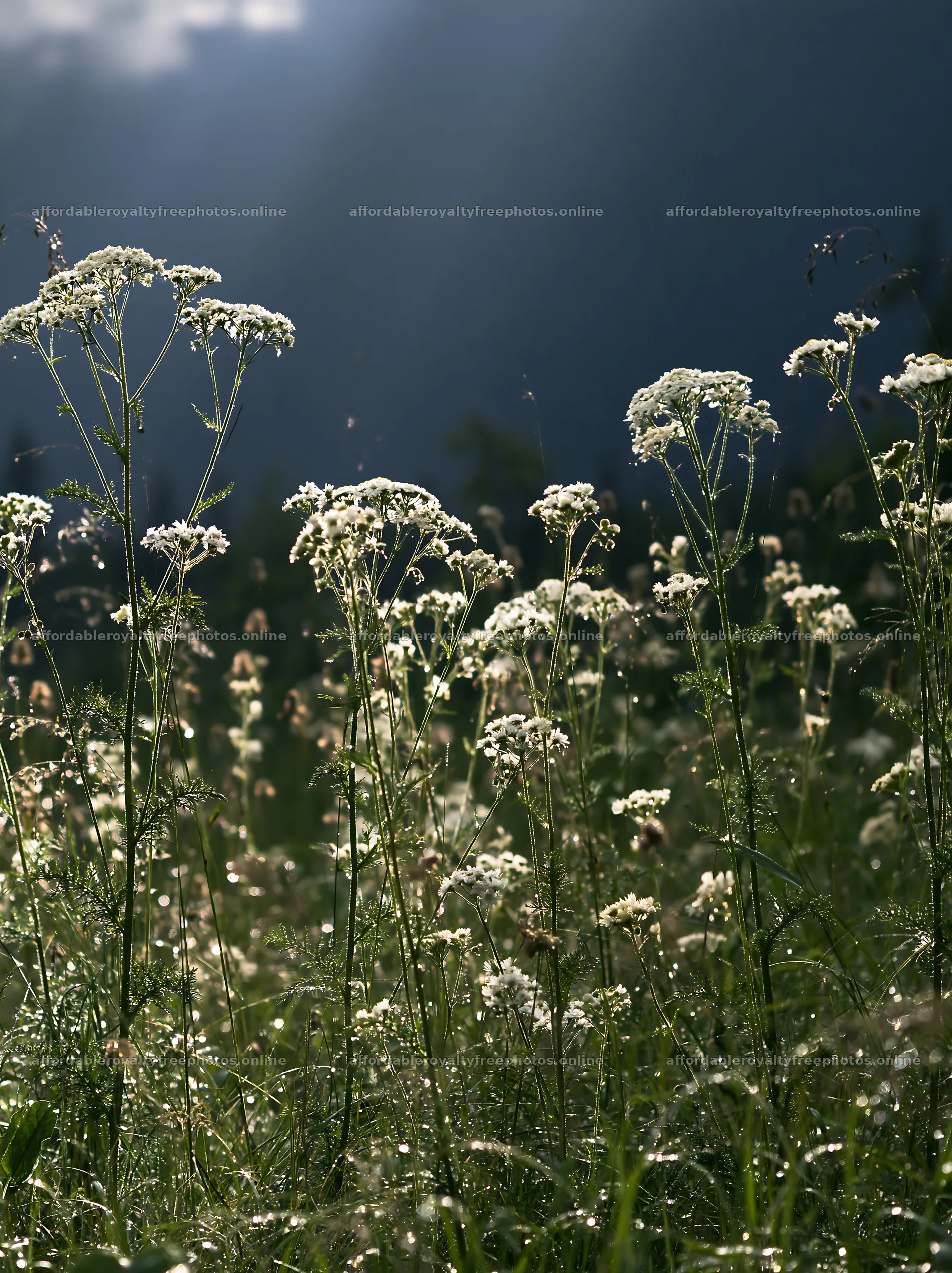 Dew on flowers in a silver meadow at dawn – royalty-free photos 6866x9174