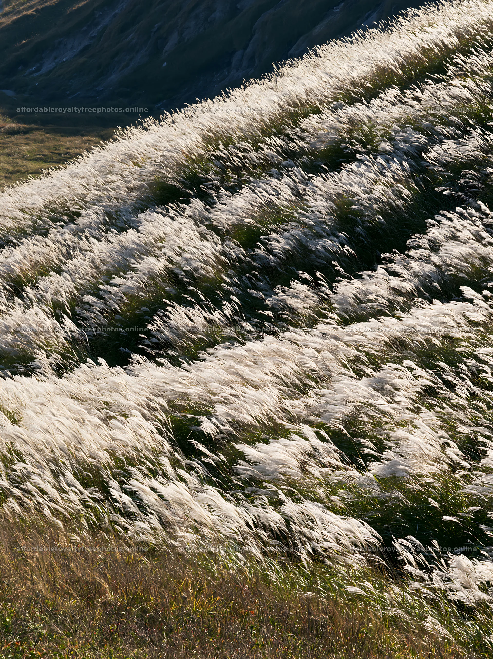 Hokkaido silver grass meadow with seedheads swaying in – royalty-free photos 6866x9174