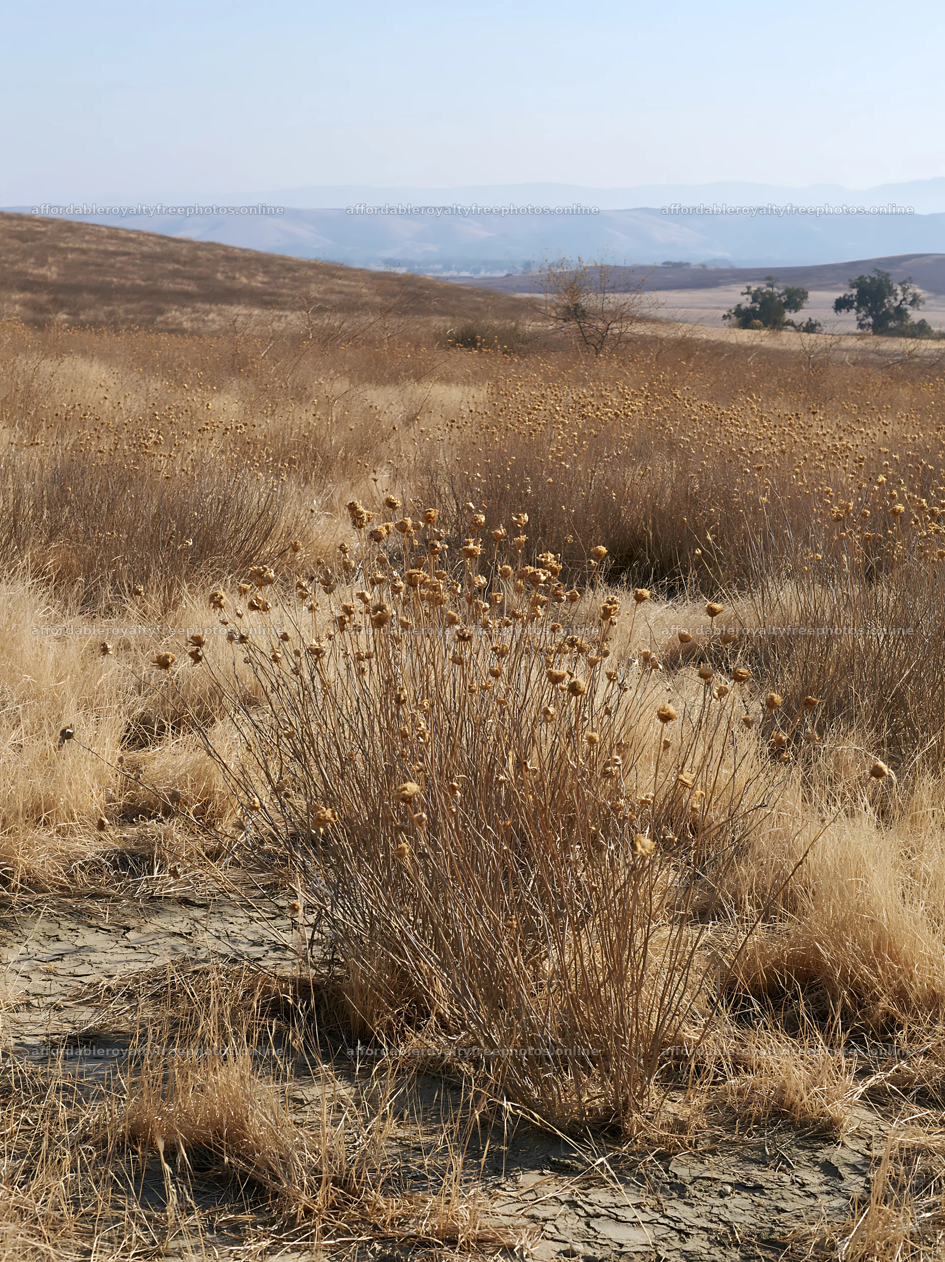 Drought-tolerant meadow filled with dry grass and flowers – royalty-free photos 6866x9174