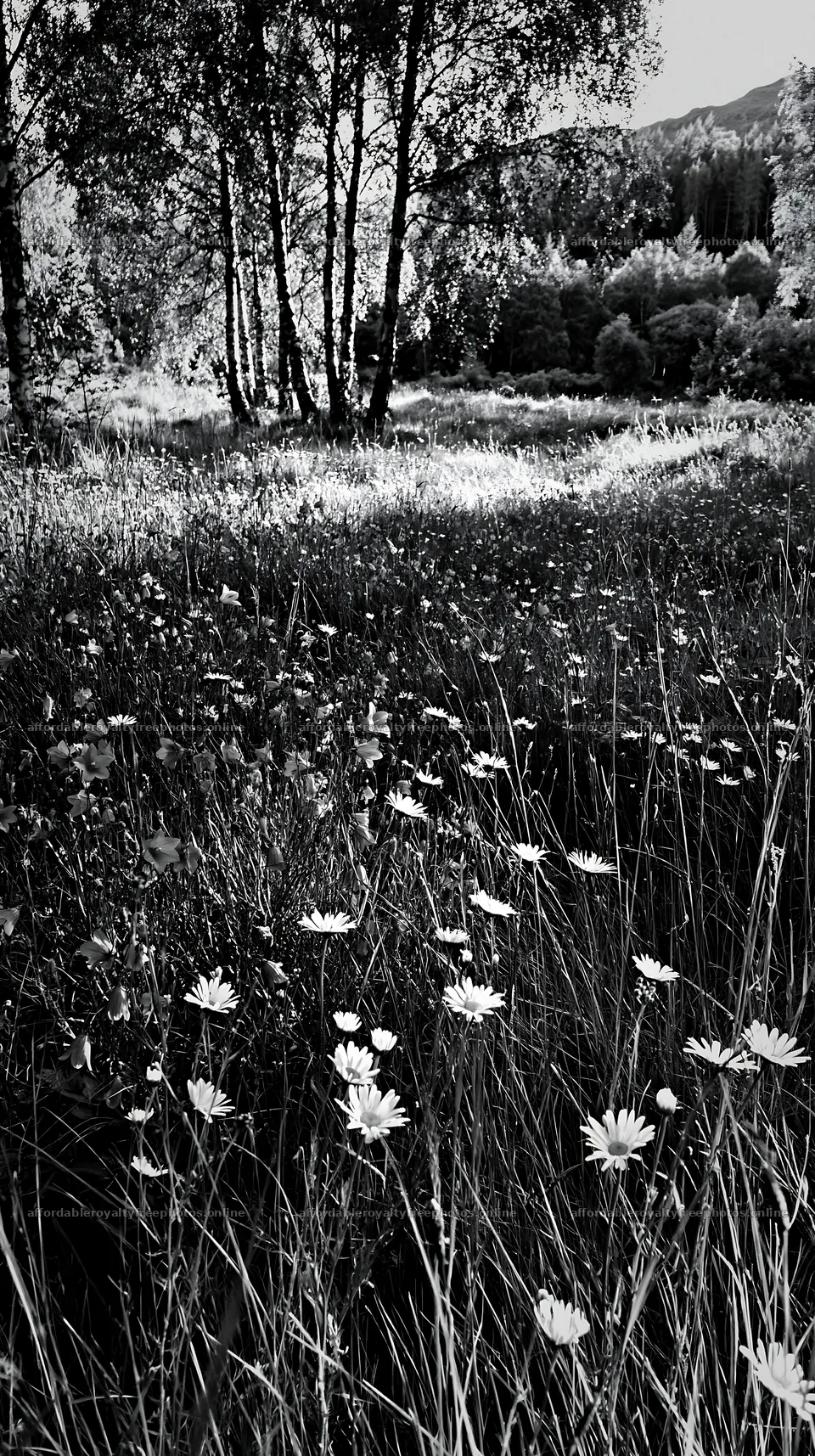 Birch grove with flowers in a meadow under bright – royalty-free photos 5938x10608