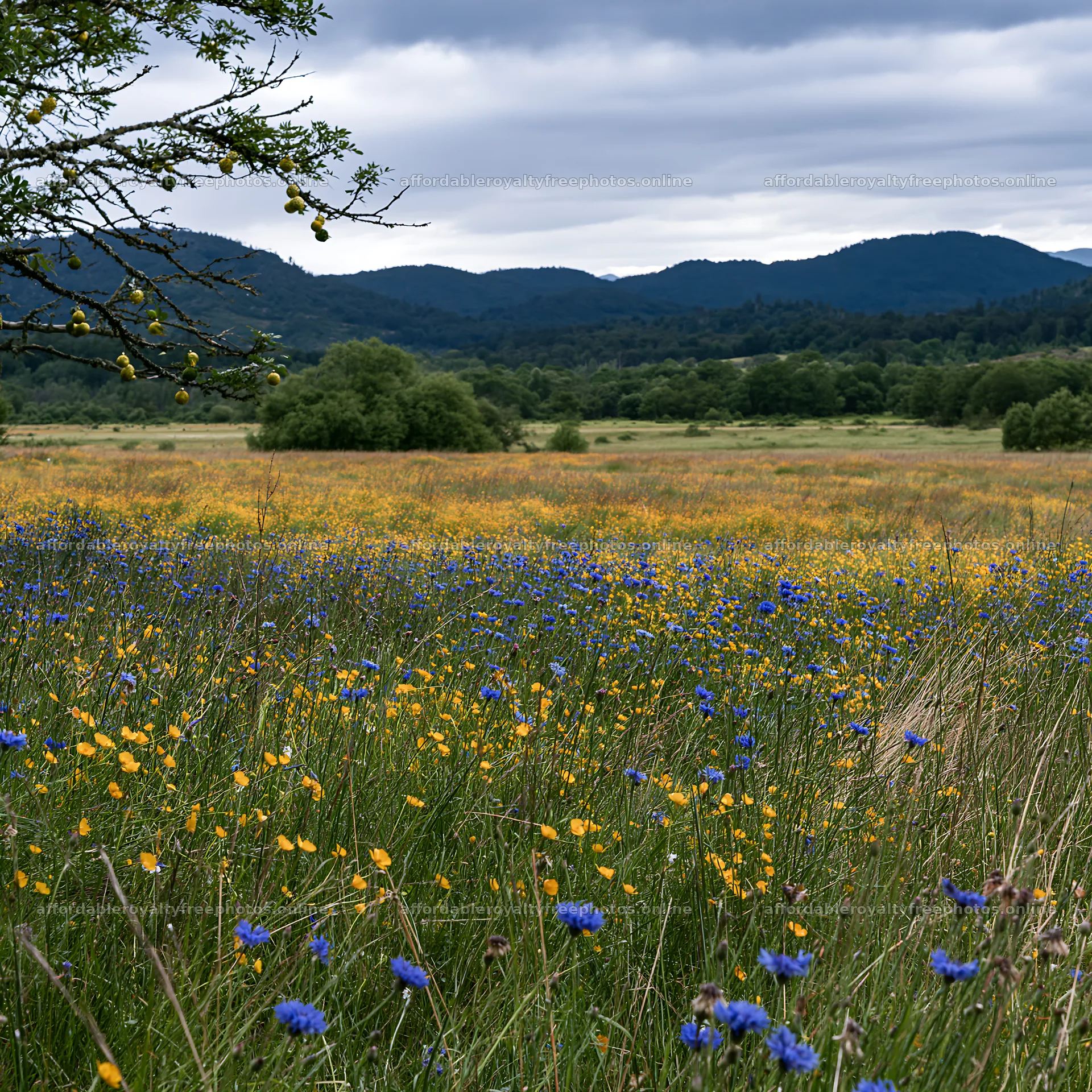 Expansive meadow with flowers after Christmas storm – royalty-free photos 7938x7938