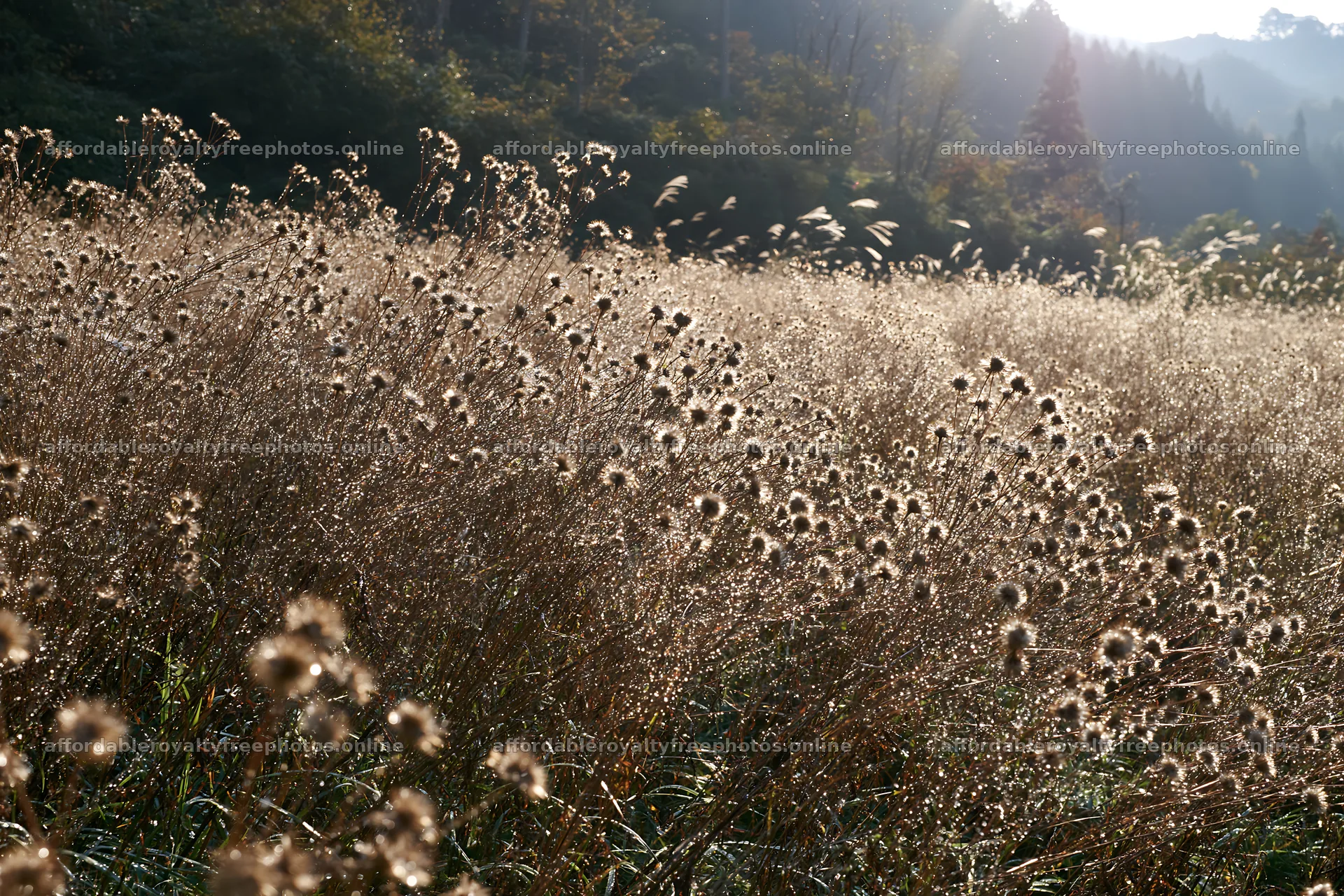 Iwate rain refreshed meadow seedhead foreground – royalty-free photos 9722x6480