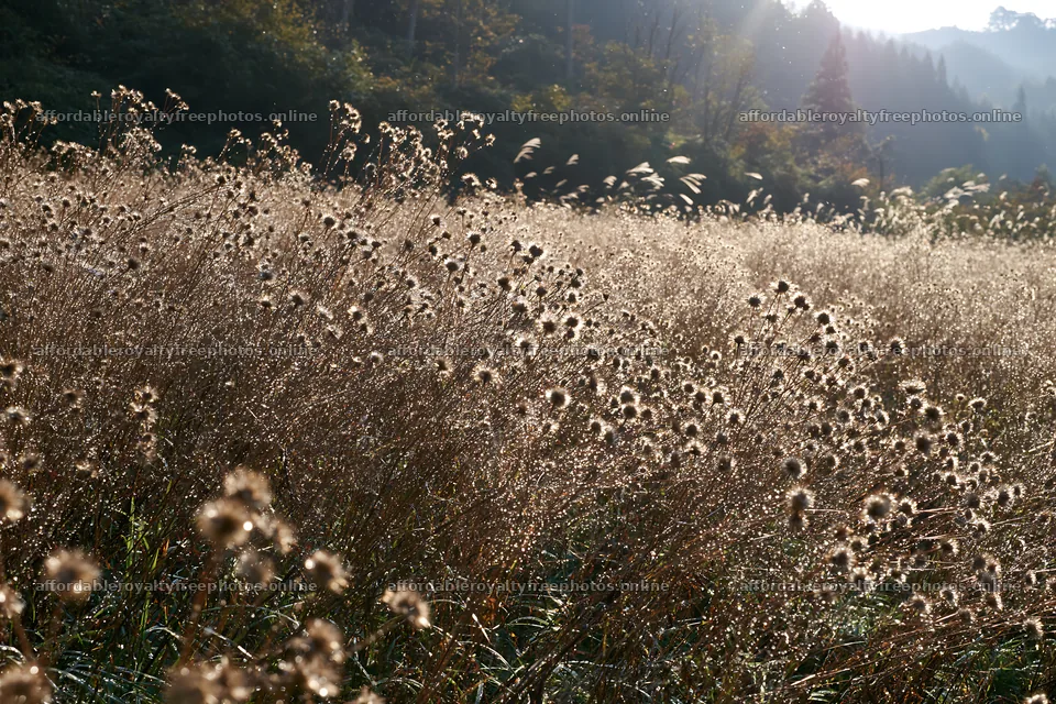 Iwate rain refreshed meadow seedhead foreground – royalty-free photos 9722x6480